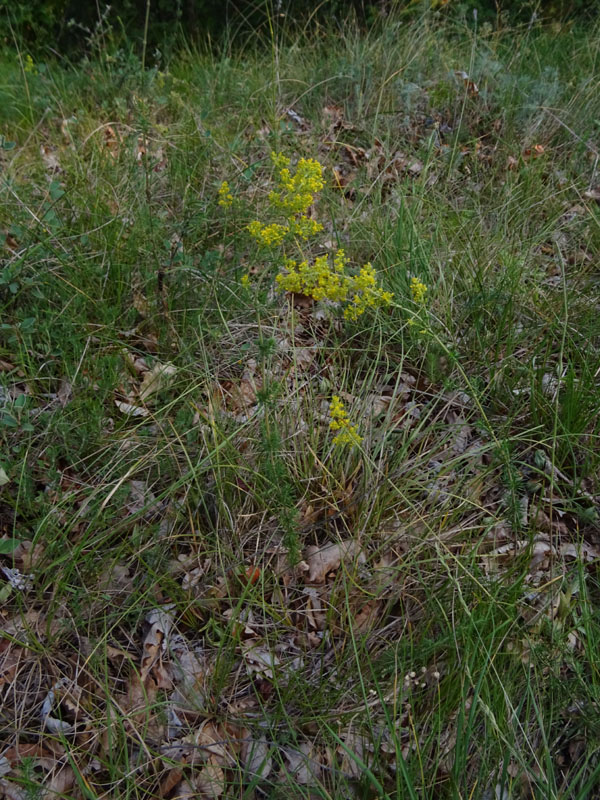 Bruco di Deilephila porcellus - Sphingidae